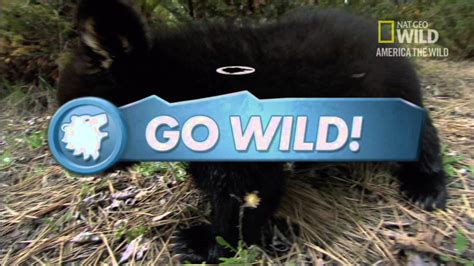 Nat Geo Wild Black Bear Invasion Youtube