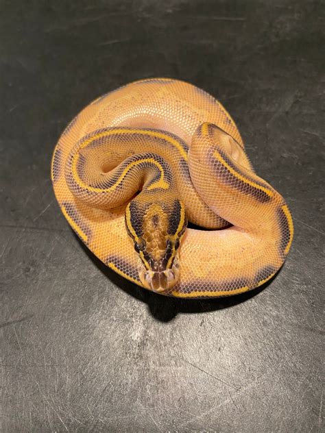 Orange Dream Highway Ball Python By Sweet Serpents Tampa Morphmarket
