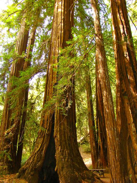 Redwoods In Ca Redwood Boom Plants Trees Outdoors Tree Structure
