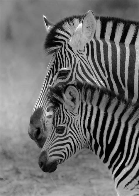 Zebra Mom And Baby Profile Bw Wild Soul