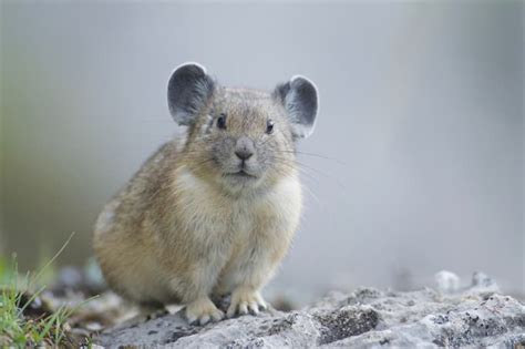 Pikas Cute Animals That Will Melt Your Heart 7 Adorable Pictures