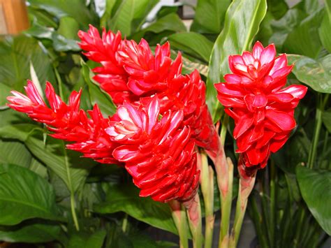 Flower Shop Red Ginger Flowers Pictures Alpinia