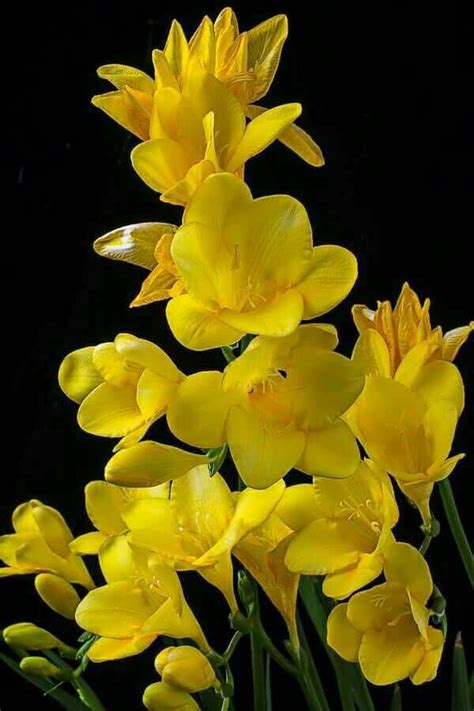 beautiful flowers image by Nazma Parven | Freesia flowers, Flowers black background, Yellow flowers