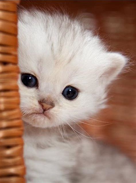 Cats Cute Pictures Of Baby Cats Cute Baby Kitten Meows Because Mama