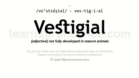 Vestigial Pronunciation And Definition Youtube
