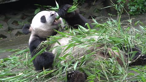 Panda Eating And Grabing New Bamboo While Laying On His Back In Chengdu