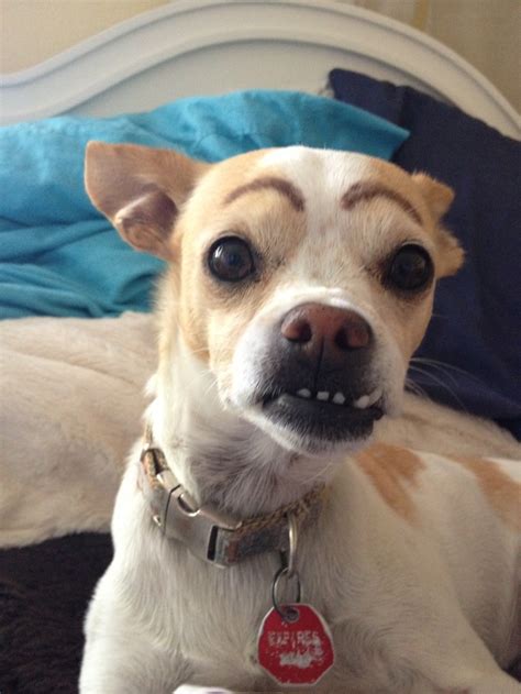 Great Inspiration 48 Funny Pictures Of Dogs With Eyebrows