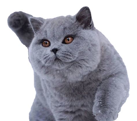 Fat British Shorthair Cat Png Png All