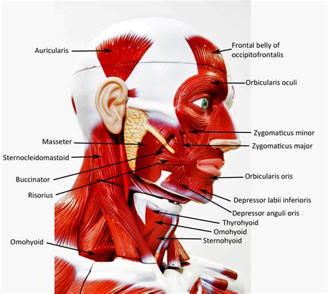 The anterior and middle scalene muscles, which also are located at the sides of the neck, act ipsilaterally to rotate the neck, as well as to elevate the first rib. Torso Model Anatomy Labeled - Muscle Models - Figure 66.6 ...