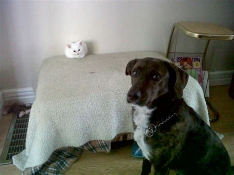 10 Asshole Cats Who Stole Dog Beds And Didnt Give A Damn About The