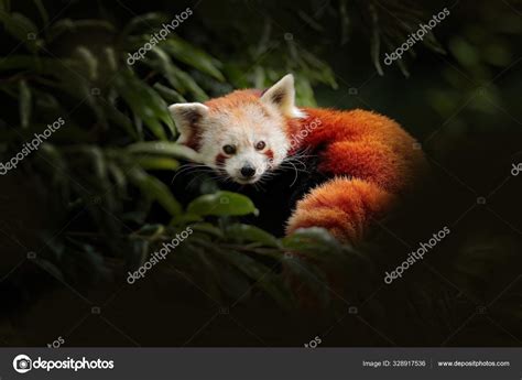 Red Panda Lying On The Tree With Green Leaves Ailurus Fulgens Detail