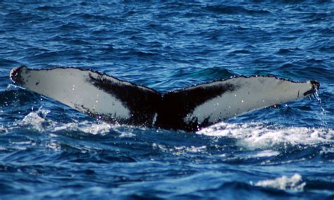 File:Humpback whale tail (2).jpg