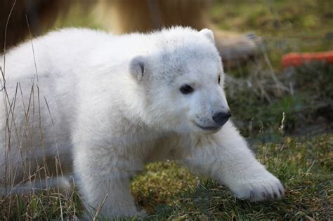 Uks Youngest Polar Bear Is Named And Takes First Steps Outside Zooborns