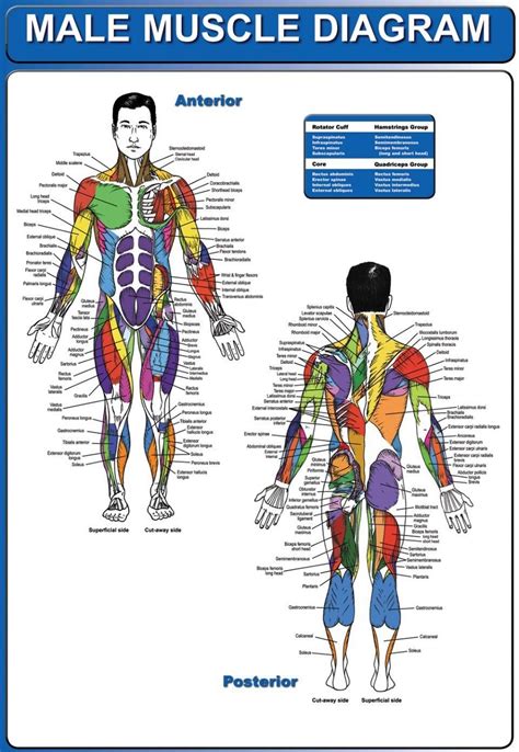 Human Body Muscles Functions Classification And Significance