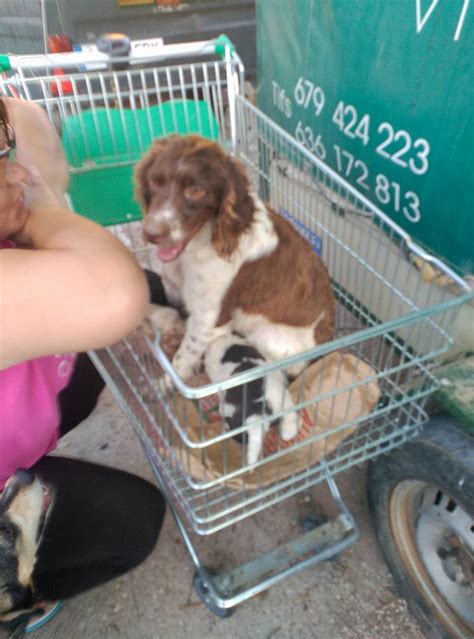 Perros De Casa Rescatada La Bretona Y Sus Cachorrosque Querían
