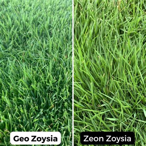 Geo Zoysia Vs Zeon Zoysia Whats The Difference Legacy Turf Farms