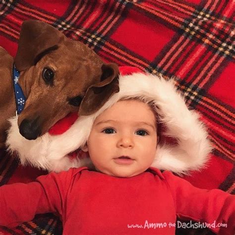 Holiday Tidings With Ammo And Baby P Dachshund Pets Blog Holiday