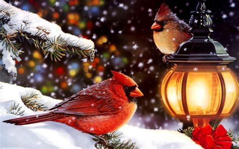 Winter Cardinal Desktop Wallpapers Top Free Winter Cardinal Desktop