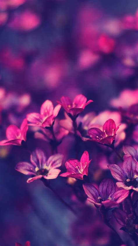 Purple wallpapers, backgrounds, images 1920x1080— best purple desktop wallpaper sort wallpapers by: 30 HD Purple iPhone Wallpapers