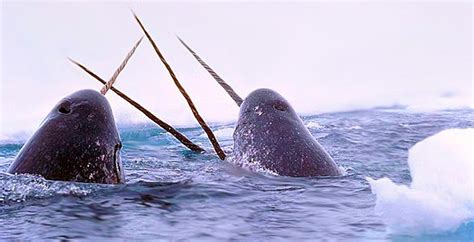 Scientists Polar Bears Narwhals Cant Adapt Quickly Enough To Climate