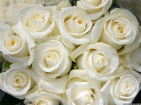 White Rose Symbol
