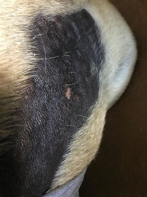 Over The Last 2 Years My Dog Has Lost Hair On His Sides And Skin Has