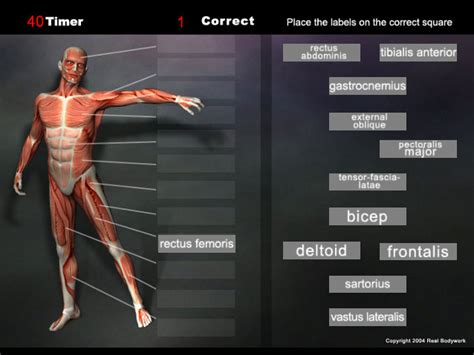 Depending on whom you ask, there are between 640 and 700 named muscles in the human body, which doesn't include the hundreds of smaller muscles that have not been named. anatomy game muscles - Real Bodywork