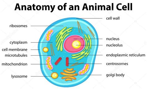 Anatomía De La Célula Animal Con Palabras Vector De Stock De