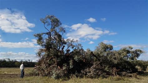 Land Clearing In Queensland Doubles Despite New Laws