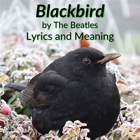 Blackbird Lyrics And Meaning The Beatles