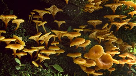 Mushroom Wallpapers Wallpapersafari