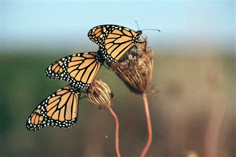 Monarch Butterflies Bear Point Big Sandy Bay Wolfe Isla Flickr