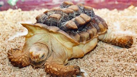 How Much Does A Sulcata Tortoise Cost The Turtle Hub