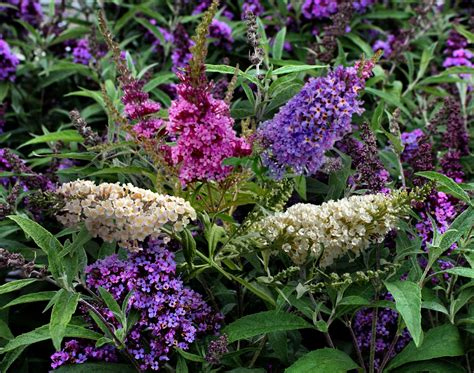 Cottage Farms Direct Butterfly Bush Cottage Farm Small Gardens