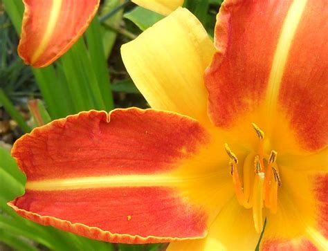 Pollie S Daylilies And Daylily Nursery Interview With Pollie Maasz Hampshire Uk Tropical