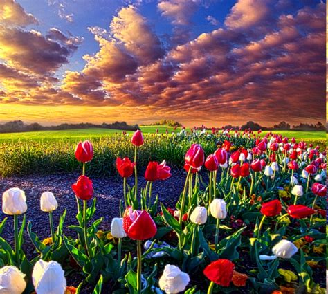 Desktop Backgrounds Spring Flowers Cute Wallpapers