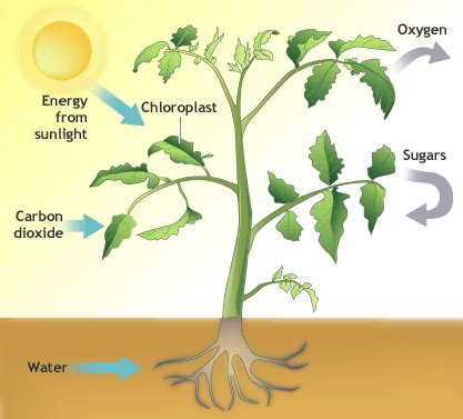 (over )how long did it take you to. Do You Know: Plants gives us support to live