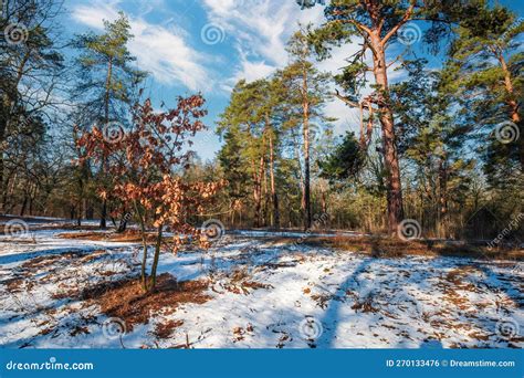 Early Spring Landscape With Pine Trees And Melting Snow In The Forest
