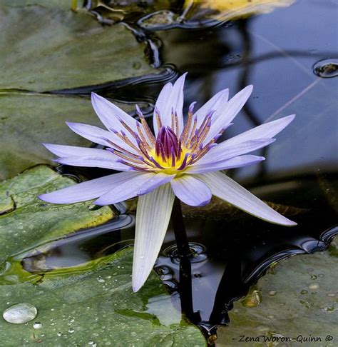 Water Lily Water Lily Water Lilies Most Beautiful Flowers