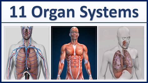 Human Organ Systems Part D Animation Major Organ Systems Of The