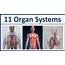 What Are The 11 Systems Of Human Body And Their Functions  Slideshare