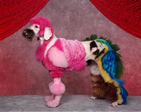 Dog Grooming Competition In Pictures Life And Style The Guardian