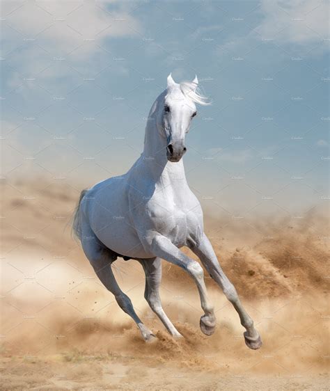 Arabian Horse Running In Desert High Quality Stock Photos ~ Creative