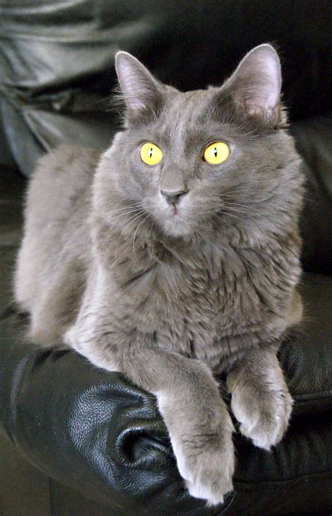 106 Best I Love Russian Blue Catsnebelung Images On Pinterest Kitty