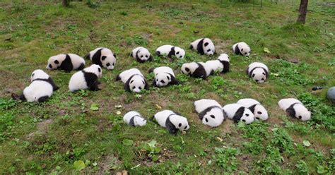 Newborn Pandas Make Their First Appearance Dailybreak
