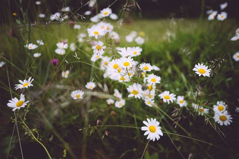 Free Images Nature Grass Blossom Field Meadow Sunlight Flower