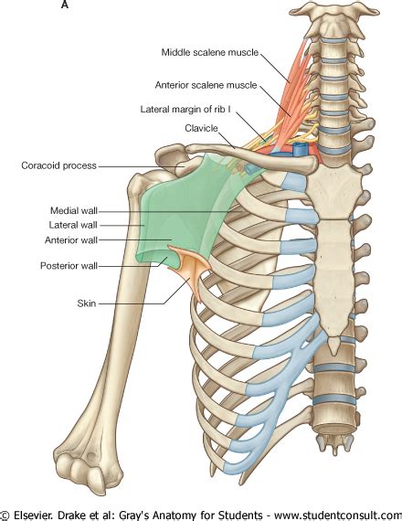 Anatomy Notes Vol1 With Orthopaedics Muscle Anatomy Human Anatomy