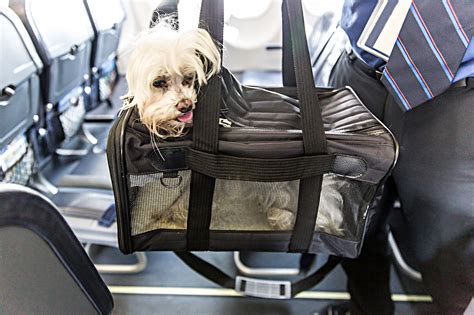 Like any type of pet travel and pet policy, knowing and following the rules for flying pets in cargo with american airlines is the best thing you can do to. Everything You Need to Know About Traveling on a Plane ...