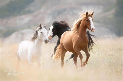 Theodore Roosevelt National Park Wild Horses Horses National Parks