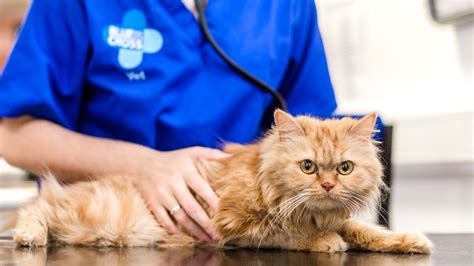 Nathan wehrli and his staff are experienced veterinary professionals, offering a variety of veterinary services including (pet wellness visits, pet dental cleanings. Veterinary Services, Emergency Vet | Free Veterinary ...